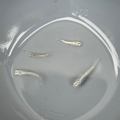 『10月31日まで』緑煌めだか稚魚10匹 の画像