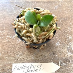 【観葉植物】ビカクシダ　 P.willinckii cv ‘Jewel'  （ドワーフタイプ）の画像