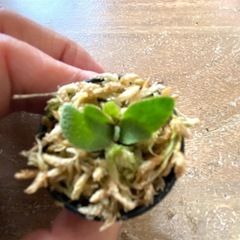 【観葉植物】ビカクシダ　 P.willinckii cv ‘Jewel'  （ドワーフタイプ）の画像