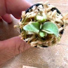 【観葉植物】ビカクシダ　 P.willinckii cv ‘Jewel'  （ドワーフタイプ）の画像