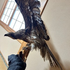 トビのはくせい剥製の画像