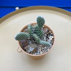 バニーカクタスの画像