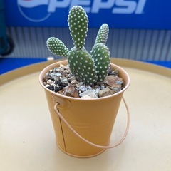 バニーカクタスの画像