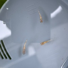 『10月31日まで』ラメめだかミックス稚魚10匹の画像