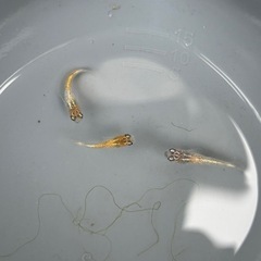 『10月31日まで』ラメめだかミックス稚魚10匹の画像