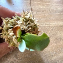 【観葉植物】 ビカクシダ P.willinckii Amornrat'アモーンラットの画像