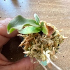 【観葉植物】 ビカクシダ P.willinckii Amornrat'アモーンラットの画像