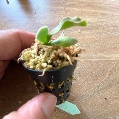 【観葉植物】 ビカクシダ P.willinckii Amornrat'アモーンラットの画像