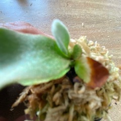 【観葉植物】 ビカクシダ P.willinckii Amornrat'アモーンラットの画像