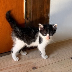 トライアル決まりました可愛い元気ちゃんときょうだい - 猫
