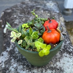ハロウィン寄せ植えの画像