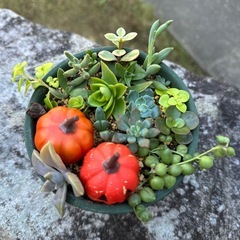 ハロウィン寄せ植えの画像