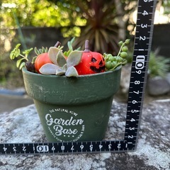 ハロウィン寄せ植えの画像
