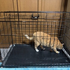ペット用一段ゲージ
の画像