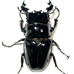 【受付終了】タランドゥスオオツヤクワガタ　♂単品の画像