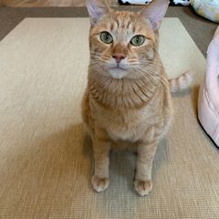 甘えん坊の茶トラ　男の子 3才