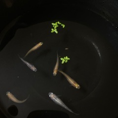 めだか譲ります