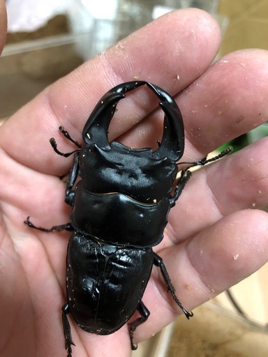 極太阿古谷ペア