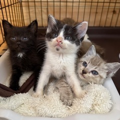 トライアル決まりました可愛いベージュキジちゃんシャム系ときょうだい − 熊本県