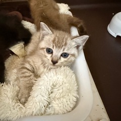 トライアル決まりました可愛いベージュキジちゃんシャム系とき…