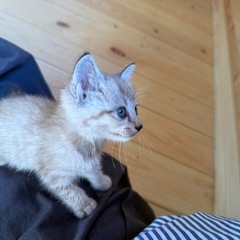 トライアル決まりました可愛いベージュキジちゃんシャム系ときょうだい - 猫