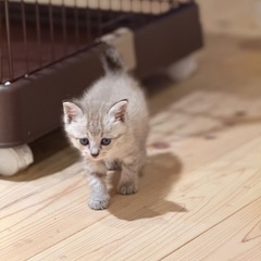 トライアル決まりました可愛いベージュキジちゃんシャム系ときょうだい - 里親募集