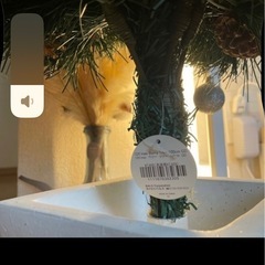 フランフラン　クリスマスツリーの画像