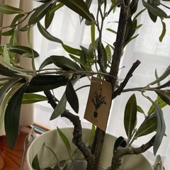 観葉植物オリーブの画像