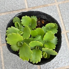 多肉植物・子宝草苗🌱の画像