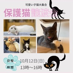 🩷ほごにゃん譲渡会🩷inこすみ動物病院