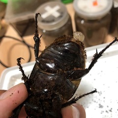 DHリッキー　メス単おまけBメスセットの画像
