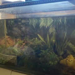鑑賞用魚と水槽の画像