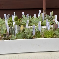 多肉植物・エケベリアなど25個セットの画像