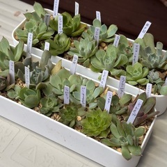 多肉植物・エケベリアなど25個セットの画像