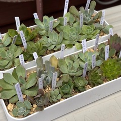 多肉植物・エケベリアなど25個セットの画像
