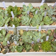 多肉植物・エケベリアなど25個セットの画像