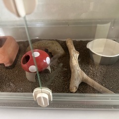 値下げしました。グラスハーモニー。ハムスターや、爬虫類、レオパ等の画像