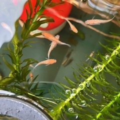 メダカ（王華）の画像