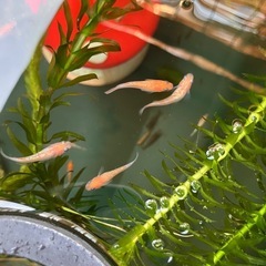 メダカ（王華）の画像