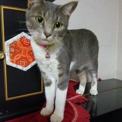 グレー白の美猫！ツンデレデレでかわいい💕推定１〜2歳