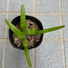 アロエベラ苗の画像