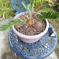 cycad　ソテツ