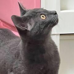 グレーの男の子５ヶ月💜