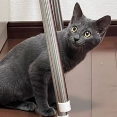 グレーの男の子５ヶ月💜