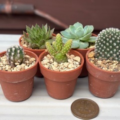 サボテン3種と多肉植物5点セットの画像