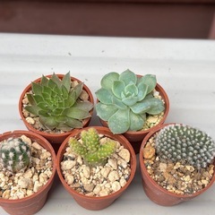 サボテン3種と多肉植物5点セットの画像