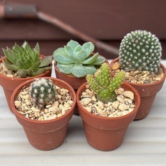 サボテン3種と多肉植物5点セットの画像