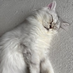 一旦中止します。チンチラペルシャシルバー