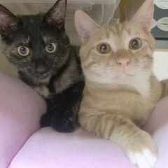 茶白とサビの兄妹猫生後11ヶ月