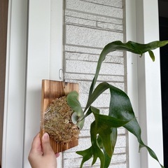 コウモリラン ビカクシダ ニッキー 子株 観葉植物の画像